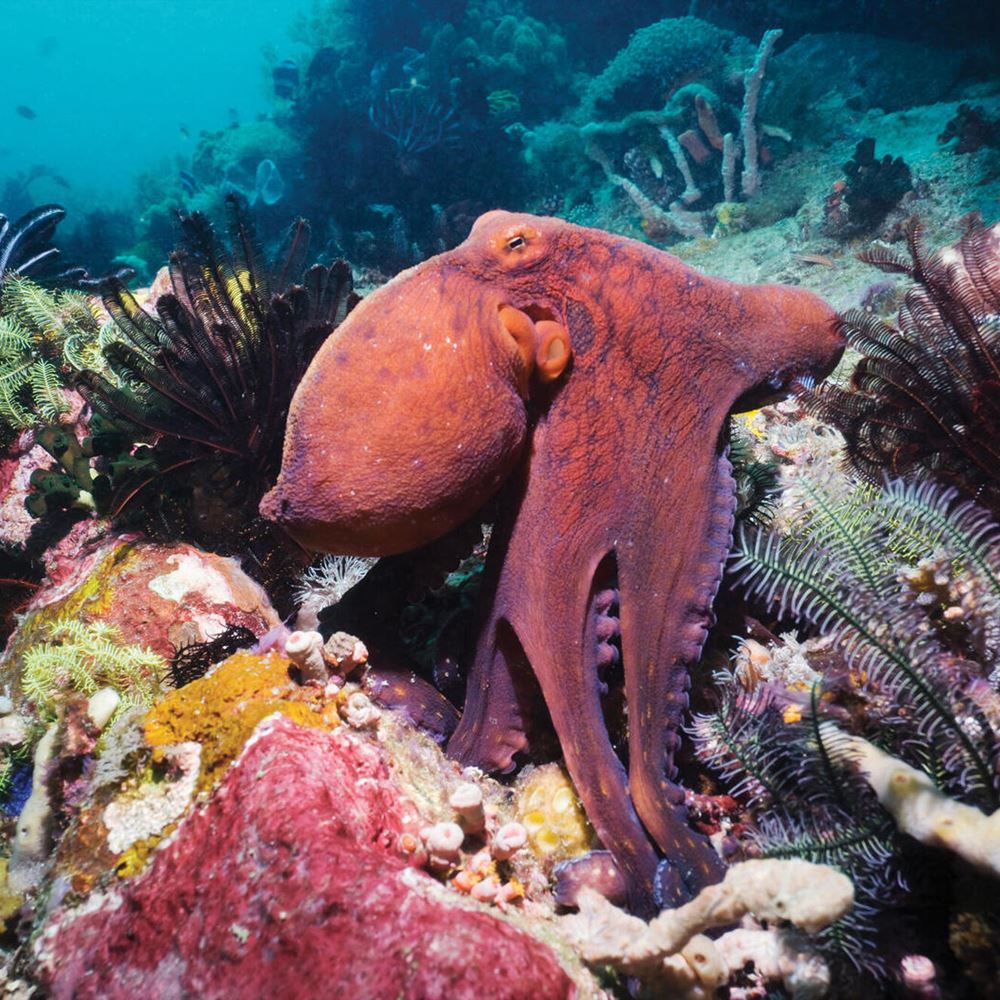 6Ha25srfen Dayoctopus Spring2019