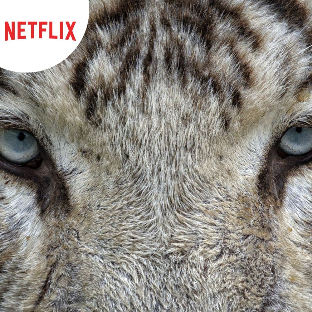 The White Tiger.